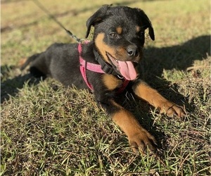Rottweiler Puppy for sale in CASTLE HAYNE, NC, USA