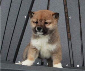 Shiba Inu Puppy for sale in FREDERICKSBURG, OH, USA