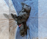 Small Photo #7 Goldendoodle Puppy For Sale in CARROLLTON, VA, USA