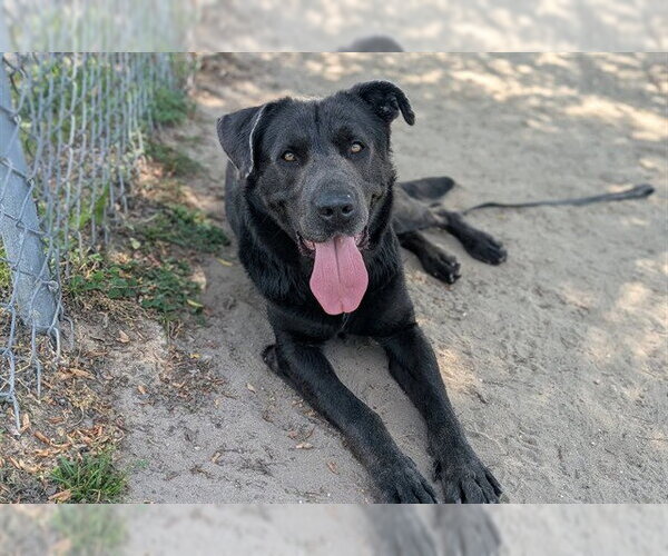 Medium Photo #1 German Shepherd Dog-Mastiff Mix Puppy For Sale in Ocala, FL, USA