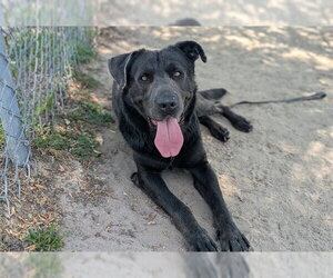 German Shepherd Dog-Mastiff Mix Dogs for adoption in Ocala, FL, USA