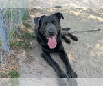 Small German Shepherd Dog-Mastiff Mix