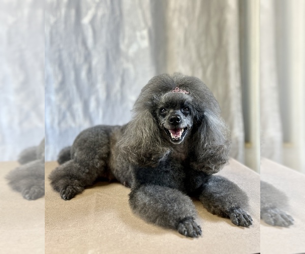 Medium Photo #6 Poodle (Toy) Puppy For Sale in HOLLYWOOD, FL, USA