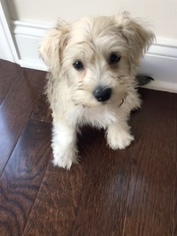 Bichon Frise-Miniature French Schnauzer Mix Puppy for sale in BOWIE, MD, USA