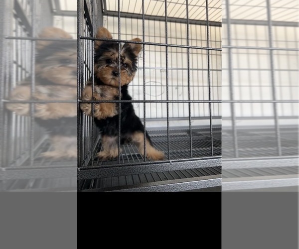 Medium Photo #1 Yorkshire Terrier Puppy For Sale in FONTANA, CA, USA