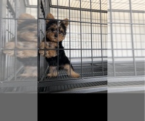 Yorkshire Terrier Puppy for sale in FONTANA, CA, USA