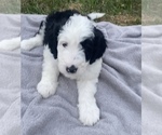 Small Photo #22 Sheepadoodle Puppy For Sale in CONROE, TX, USA