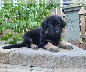 German Shepherd Dog Puppy for sale in PULLMAN, WA, USA
