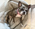 Small #6 French Bulldog