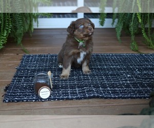 Medium Miniature American Shepherd