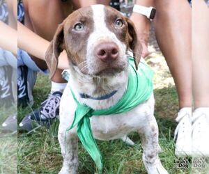 Lasagna - Male Dachshund-Pointer Mix Dog for Adoption - Photo #9