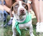 Small Photo #9 Dachshund-Pointer Mix Puppy For Sale in Washington, DC, USA