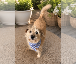 Jimi - Male Cairn-Norfolk Terrier Dog for Adoption - Photo #3