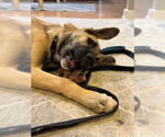 Small #4 German Shepherd Dog Mix