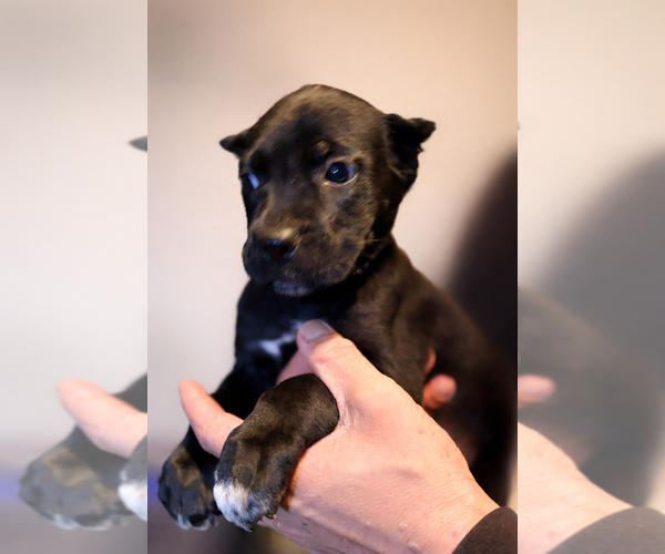 Medium Photo #9 Cane Corso Puppy For Sale in ANDERSON, IN, USA