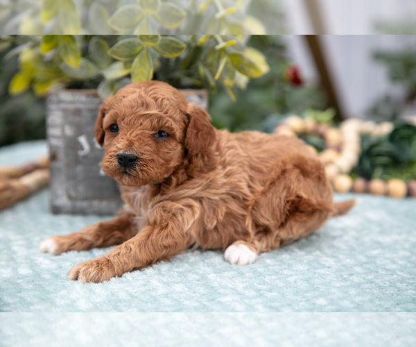 Medium Photo #2 Poodle (Miniature) Puppy For Sale in FARWELL, MI, USA