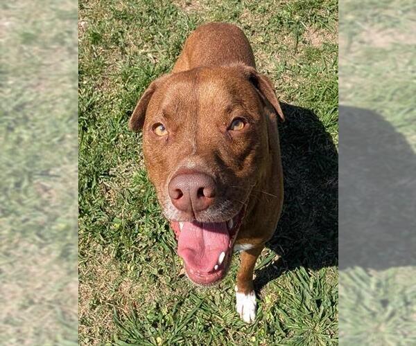 Medium Photo #1 Mutt Puppy For Sale in Plano, TX, USA