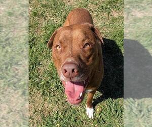 Mutt Dogs for adoption in Plano, TX, USA