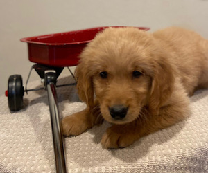 Golden Retriever Puppy for sale in COLUMBUS, IN, USA