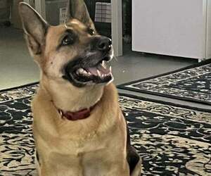 Mother of the German Shepherd Dog puppies born on 04/28/2026