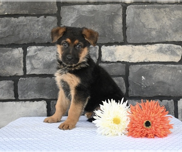 Medium Photo #2 German Shepherd Dog Puppy For Sale in MILLERSBURG, OH, USA