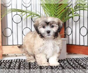 Zuchon Puppy for sale in NAPLES, FL, USA