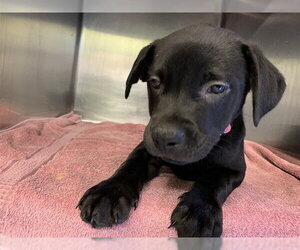 American Staffordshire Terrier-Unknown Mix Dogs for adoption in Grand Prairie, TX, USA