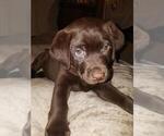 Small Photo #10 Labrador Retriever Puppy For Sale in LOS ANGELES, CA, USA
