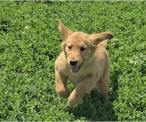Golden Retriever Puppy for sale in RIGA, MI, USA