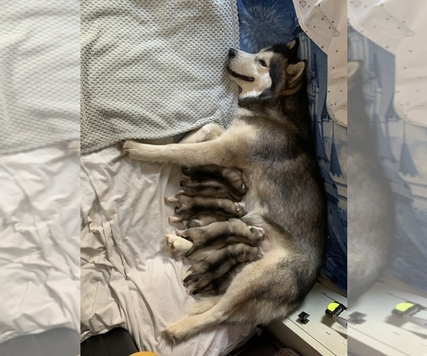 Medium Photo #4 Alaskan Malamute Puppy For Sale in DEFUNIAK SPRINGS, FL, USA