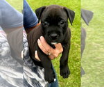 Small #3 Labrador Retriever-Retriever  Mix