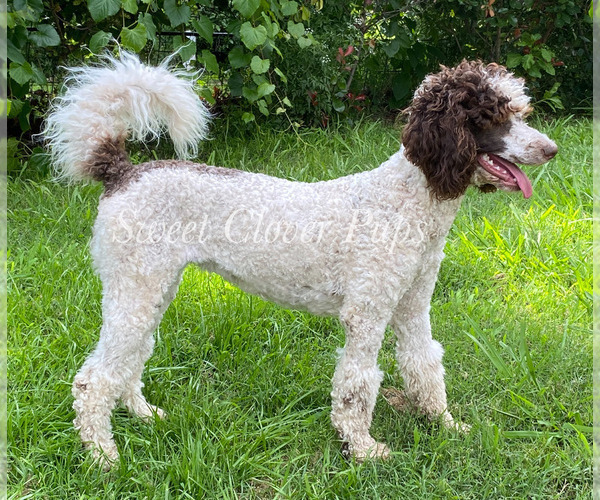 Medium Photo #1 Poodle (Standard) Puppy For Sale in DUNCAN, OK, USA