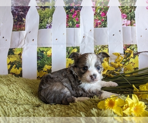 Medium Photo #1 Chihuahua Puppy For Sale in LEBANON, PA, USA