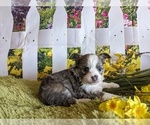 Small Photo #1 Chihuahua Puppy For Sale in LEBANON, PA, USA