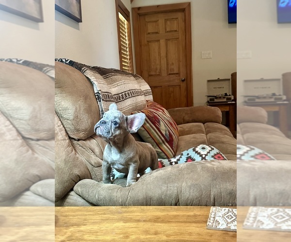 Medium Photo #3 French Bulldog Puppy For Sale in RICHARDS, TX, USA