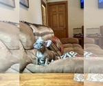 Small #2 French Bulldog