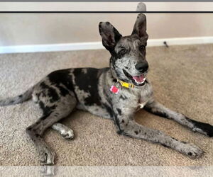 Catahoula Leopard Dog-Unknown Mix Dogs for adoption in New London, WI, USA