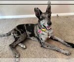 Small Catahoula Leopard Dog Mix
