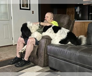 Great Pyrenees-Newfoundland Mix Puppy for sale in JACKSON, NJ, USA
