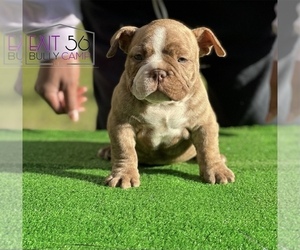 American Bully Puppy for sale in COVINGTON, GA, USA
