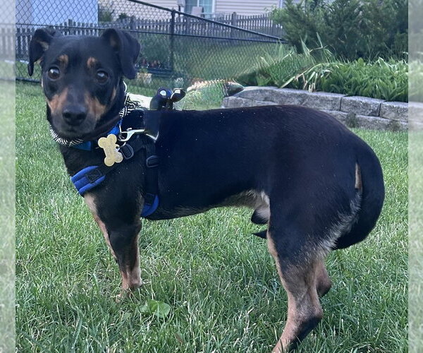 Medium Photo #10 Chihuahua-Unknown Mix Puppy For Sale in Mundelein, IL, USA