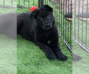 German Shepherd Dog Puppy for Sale in DILLINER, Pennsylvania USA