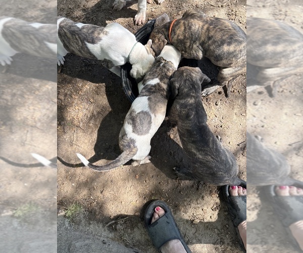 Medium Photo #7 Great Dane Puppy For Sale in CLANTON, AL, USA