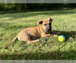 Small #5 Labrador Retriever Mix