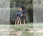 Small #1 Doberman Pinscher