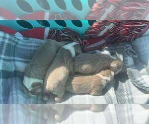 Boston Terrier Litter for sale in NEOSHO, MO, USA