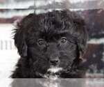 Small Photo #3 Aussie-Poo Puppy For Sale in BEL AIR, MD, USA