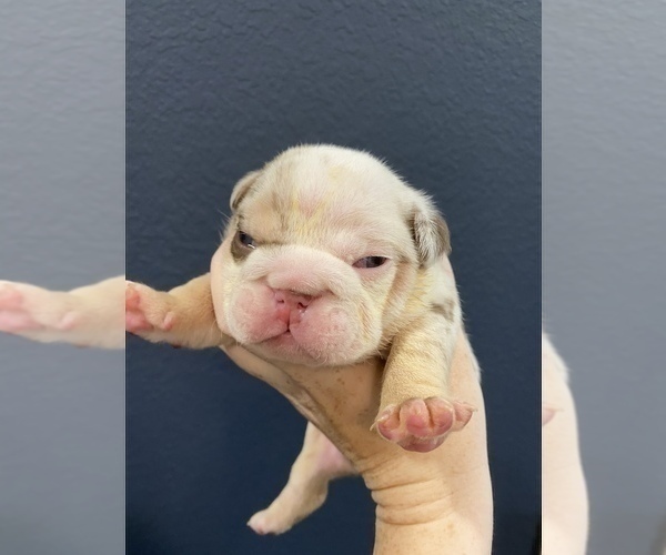 Medium Photo #4 English Bulldog Puppy For Sale in KATY, TX, USA