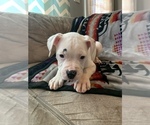 Small Photo #8 American Bulldog Puppy For Sale in TOCCOA, GA, USA