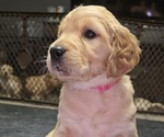 Puppy Dark Pink Golden Irish-Golden Retriever Mix